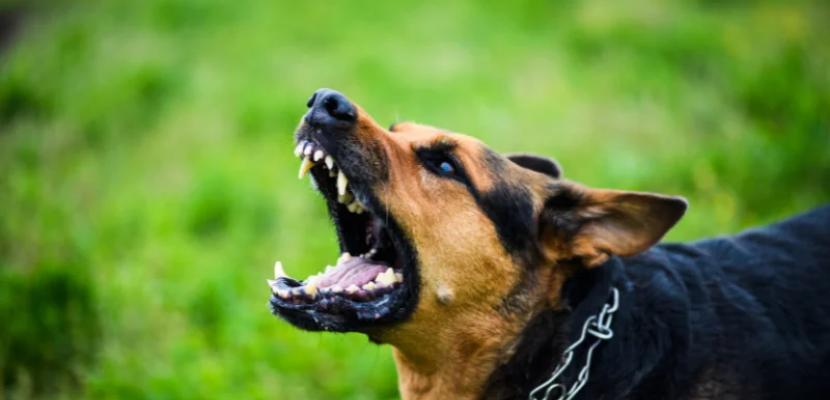 New York City Dog Bite Lawyer-image